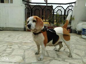 Beagal dog female for sale. top quality. strong