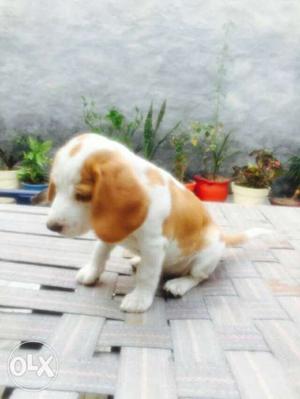 Beagle Female puppie lemon colour for sale...40