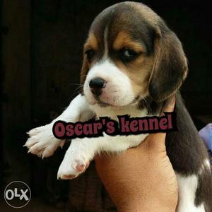 Beagle puppy very cute superb quality available