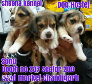 Beagle pups available 35 days old  one pup