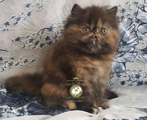 Beautiful Tortieshell Female Persian kitten available