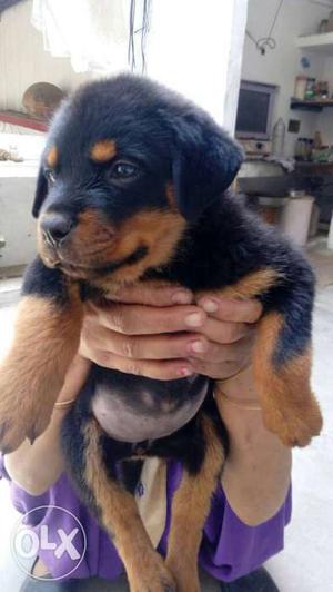 Black And Tan Rottweiler Puppy security dogs breed pupp