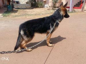 Black And Tan pure breed 7 month female Germal Sheperd