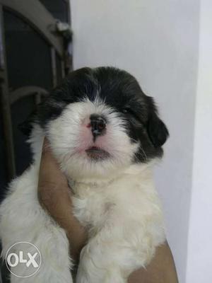Black And White Shih Tzu Puppy male