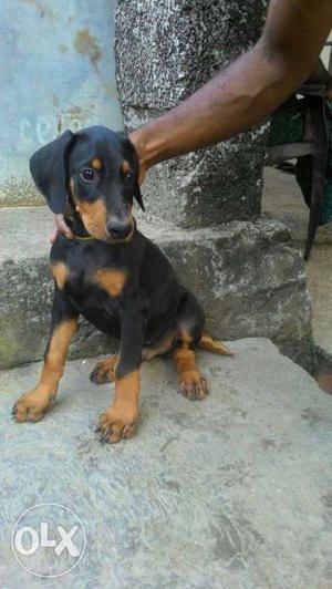 Black Brown Short Coated Puppy