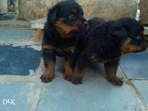 Black-and-tan Short Coated Puppies
