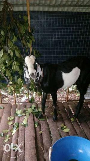 Black and white male goat