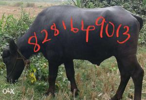 Black cattle 300kg