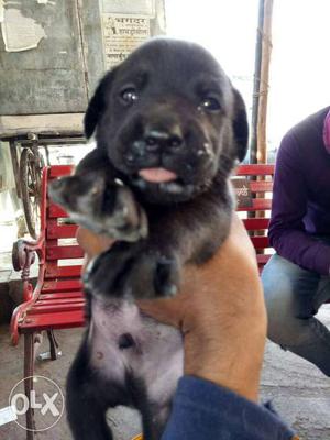 Black colour labradore puppies available all over
