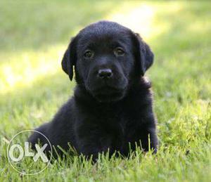 Black female Labrador poppies for sale, 35 days