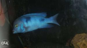 Blu dolfin chicid fish 3inch