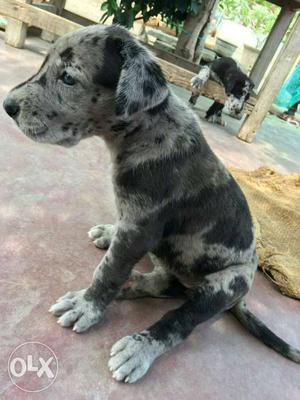 Blue Merle Great Dane Puppy