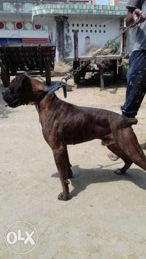 Boxer dog 16 month old