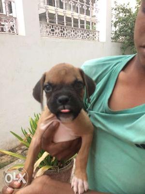 Boxer dog female very active and docile.(age-46