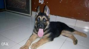Breed-German Shephard Healthy & Active 2 Months