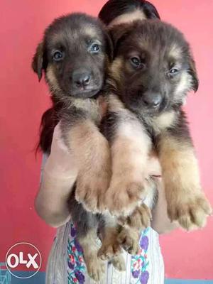 Brown And Black Long Coat Puppies