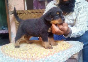 Brown And Black heavy face with tail Rottweiler Puppy