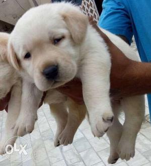 Cream colored lab female available top quality