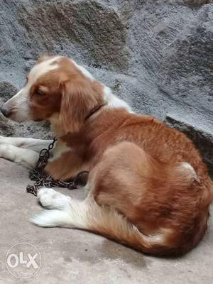 Crocus spanial dog sale or exchage