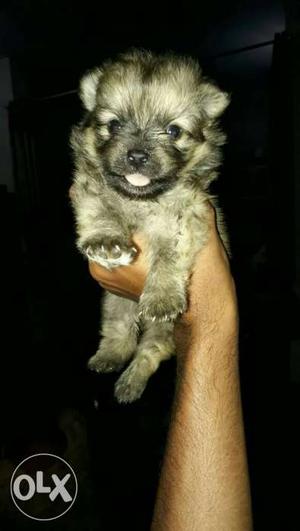 Culture pom show quility female pupp 1month