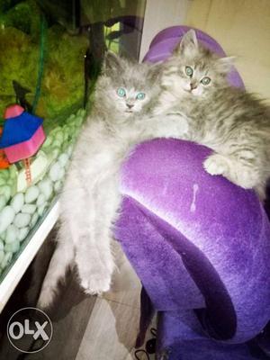 Cute n active potty trend Persian kittens, male