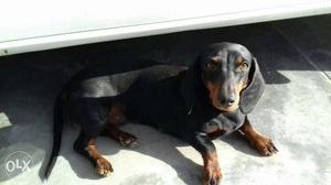 Dacshund full pure.. 1 year six months old..