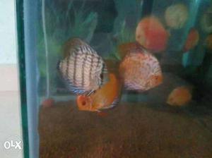 Discus fish