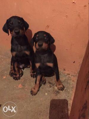 Doberman Male puppies for sale. 45days old. price