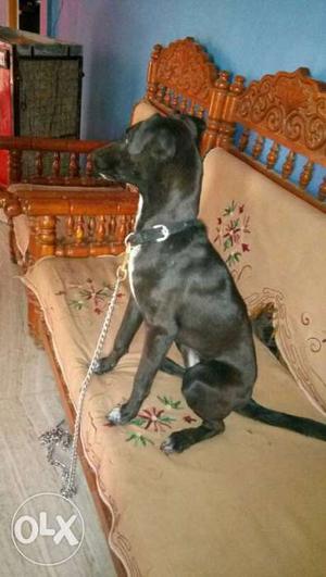 Doberman dog for sale 9months old puppy black and