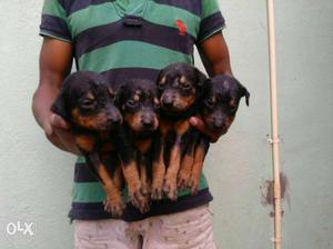 Doberman female  male  days puppies