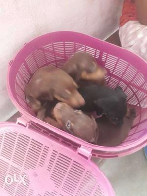 Doberman puppy its urgent to selling