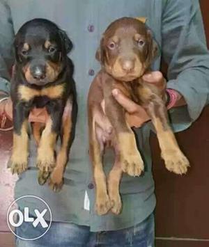 Doberman puppy male available