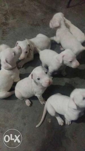 Dogo Argentino.1 month old