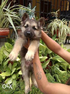 Double coated superb gsd puppy ready stock for