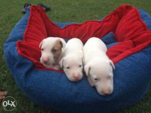 English Bull terrier 27 days old healthy puppies