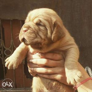 Excellent quality French Mastiff pups for loving