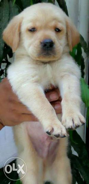 Faithfully breed labrador pups available
