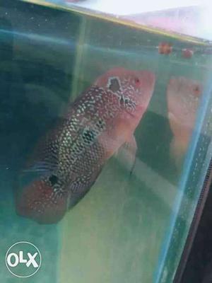Female flowerhorn fish available for sale