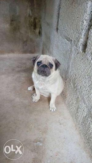 Female pug for sale