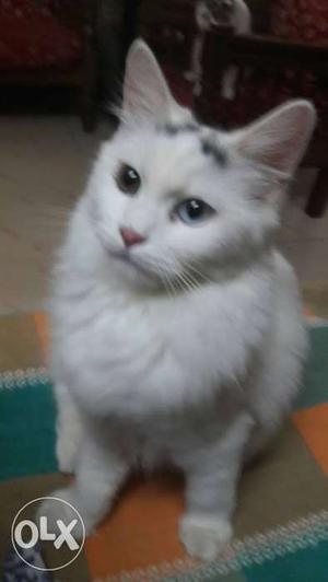 Female semi persian cat rag doll face with