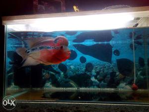 Fish Tank With New Havels Led Light