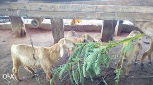 Five Beige Kid Goats