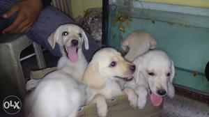 Five Yellow Labrador Retriever Puppies