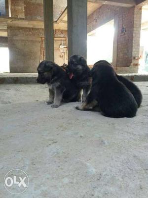 Four Black Short Coated Puppies