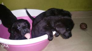 Four Short Coated Black Puppies only male 2 left messages me