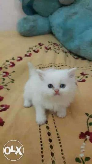 Four White-and-black Persian Kitten Litter