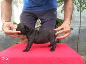 French bulldog female pup for sale and black male