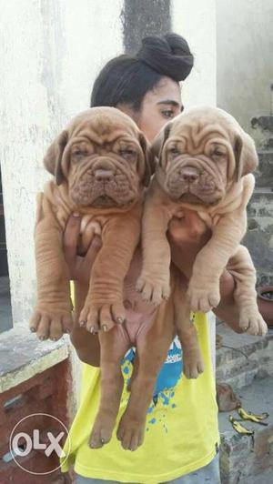 French mastiff puppy available for show home. For