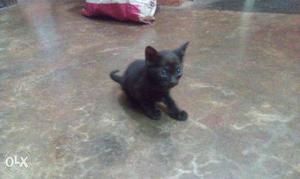 Fully black cat for sell