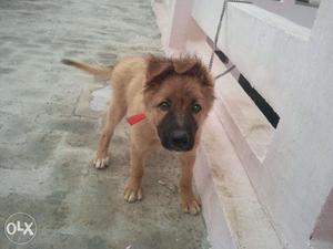 GERMAN SHEPHERD 2.5 MONTH OLD, vaccinated for